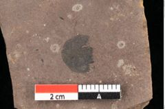 Foto (Detailansicht) von Pinus ciliata Ettingshausen (NHMW-GEO-2024-0188-0324)